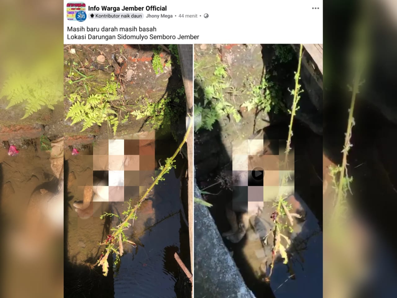 GEMPAR: Screen shot postingan foto dan video pembuangan bayi baru lahir di Desa Sidomulyo Kecamatan Semboro Sabtu (18/10)
