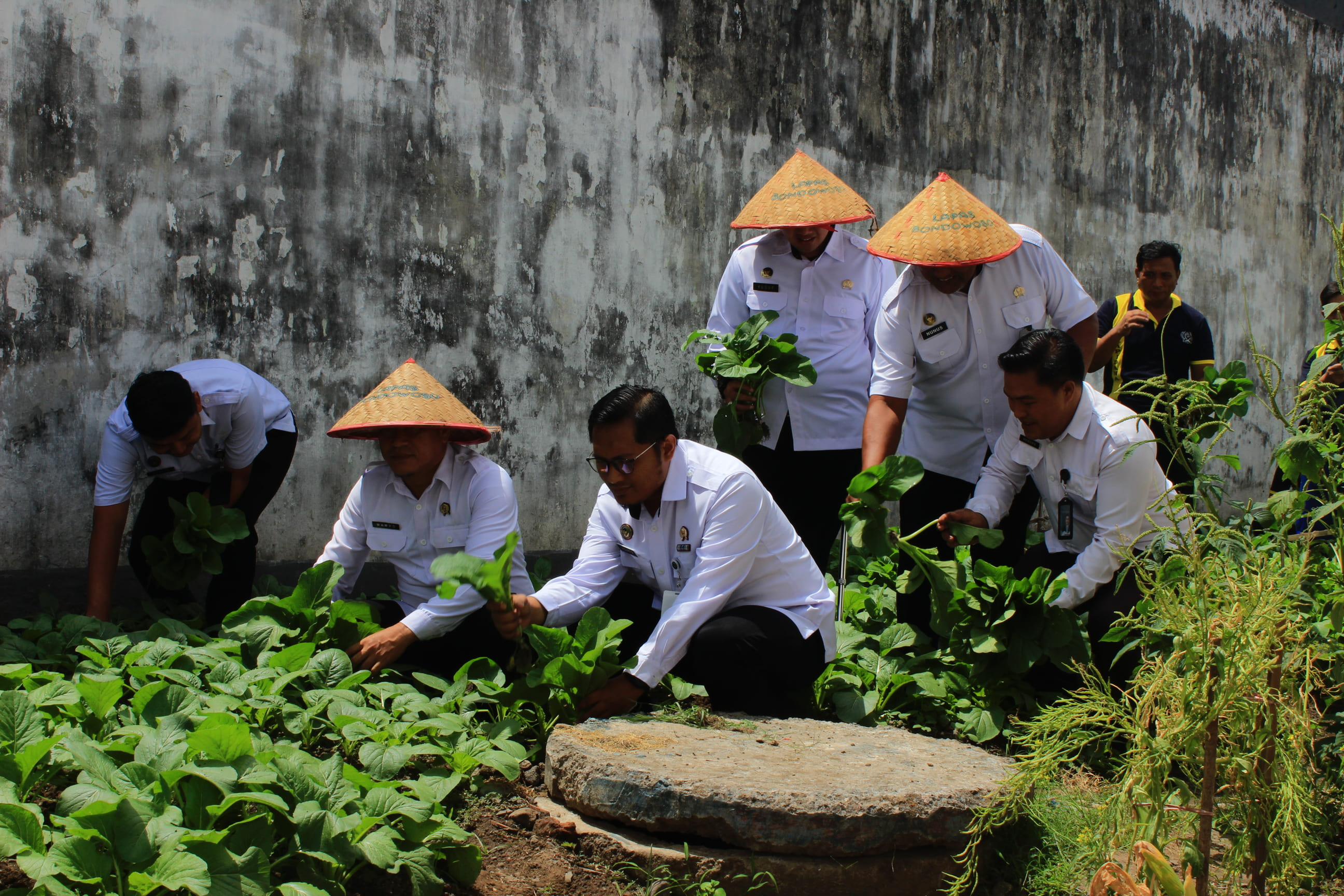 MELIMPAH: Petugas Lapas Bondowoso memilih sayur yang siap untuk panen, hasilnyq mulai dilirik oleh SPPG di Bumi Ki Ronggo.