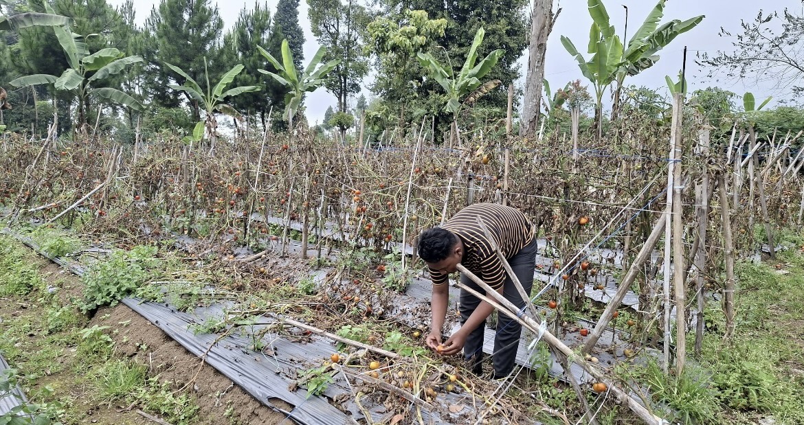 DIBIARKAN: Kondisi tomat dibiarkan membusuk karena harganya menurun.(ADE APRYANIS/RAME)