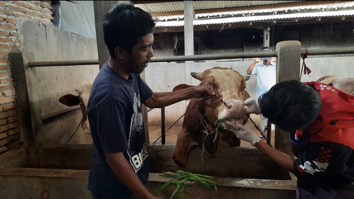 MENGECEK: Petugas saat melakukan survey kondisi ternak sapi milik warga Tenggarang beberala waktu lalu.(FAQIH HUMAINI/RADAR IJEN)