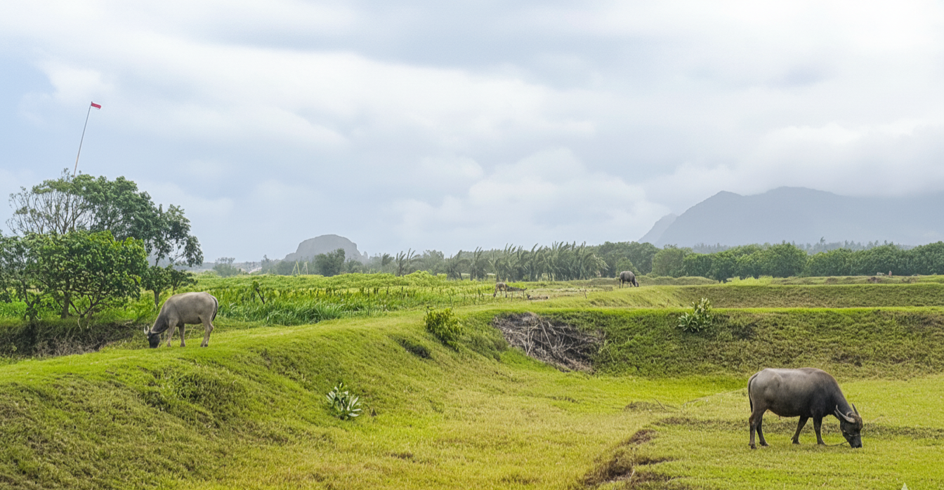 View Savana Ungkalan Jember. (Google Maps/Sholihul)