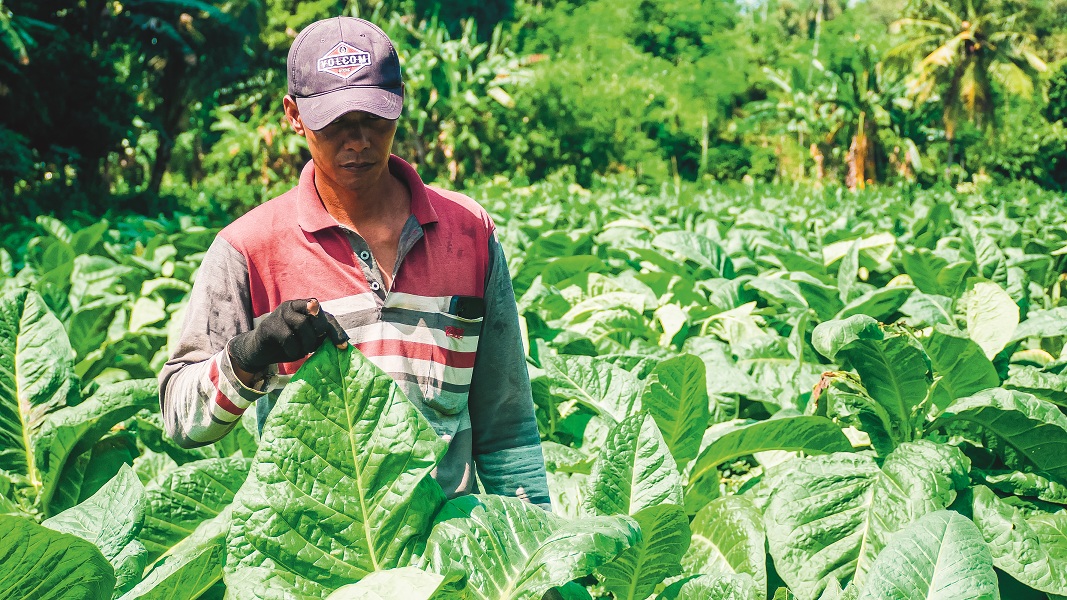 PANEN TAK MAKSIMAL: Ranto, petani tembakau Kasturi asal Antirogo, Patrang, memeriksa tanamannya. Musim hujan ini, harga tembakaunya dihargai murah.