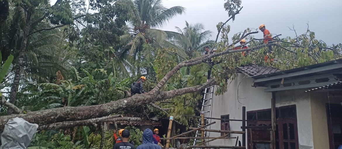 AMBRUK: pohon berukuran besar mengenai rumah warga akibat angin kencang, kemarin (26/10).(BPBD BONDOWOSO)
