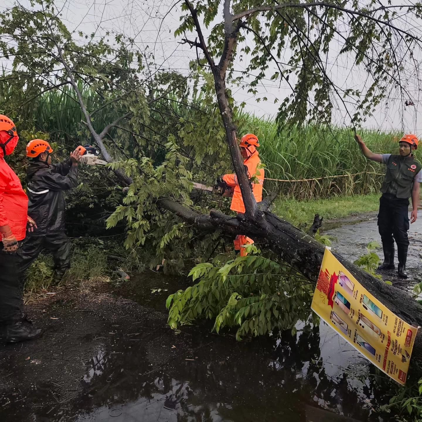 ATASI: Petugas Badan Penanggulangan Bencana Daerah (BPBD) Lumajang saat menangani pohon tumbang.(BPBD FOR RAME)