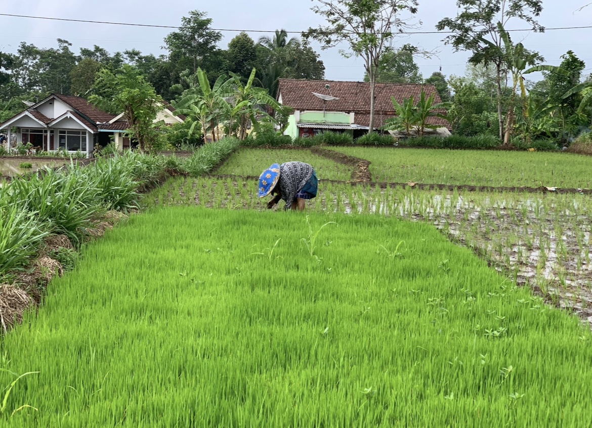 TANAM: Petani di Lumajang mulai sumringah dengan penurunan harga pupuk bersubsidi yang digunakan untuk keperluan pertanian. (ADE APRYANIS/RAME)