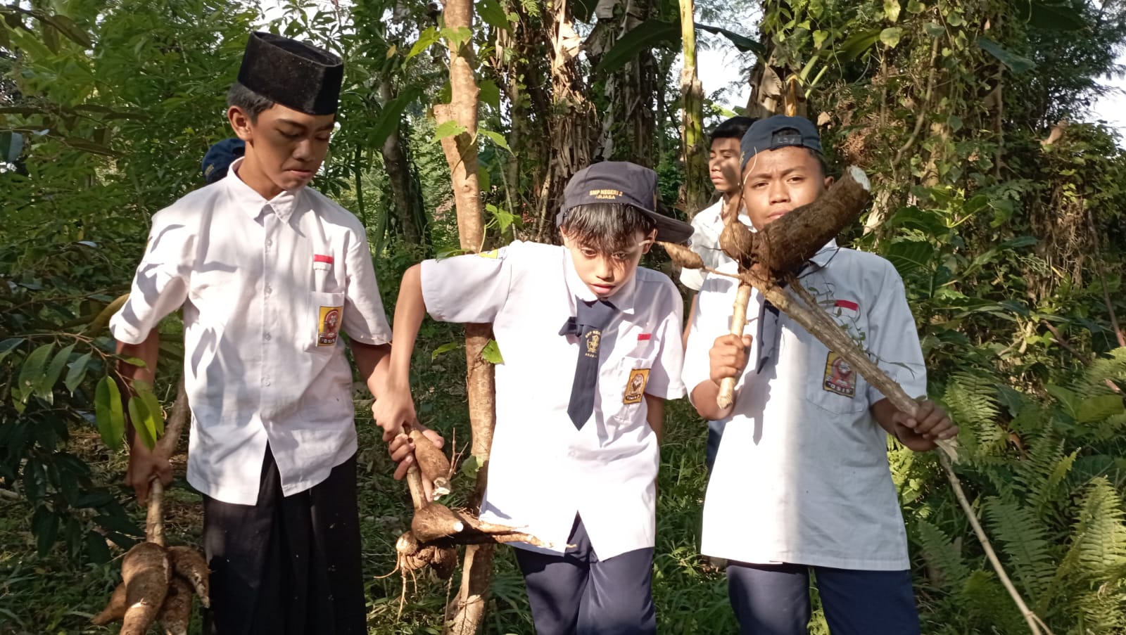 BIKIN TAPE: Siswa SMPN 2 Arjasa antusias mencabut tanaman singkong untuk dijadikan tape saat praktek berwirausaha, beberapa waktu lalu