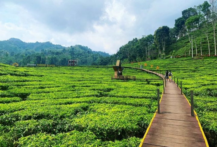 Keindahan Kebun Teh Gunung Gambir, Jember. (suara Indonesia)