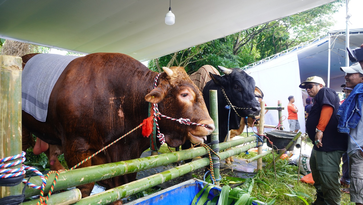 MERAPAT: Sejumlah sapi dari peternak asal berbagai daerah saat mengikuti festival dan expo sapi 2025 di JSG Jember (1/11).