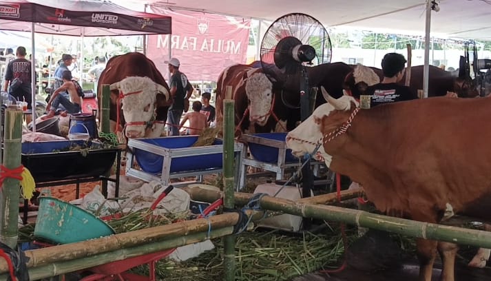 Festival dan Expo Sapi Jember Cup Season 2 yang berakhir pada Minggu (2/11) di Stadion Jember Sport Garden. (Foto. Maulana/Radar Jember)