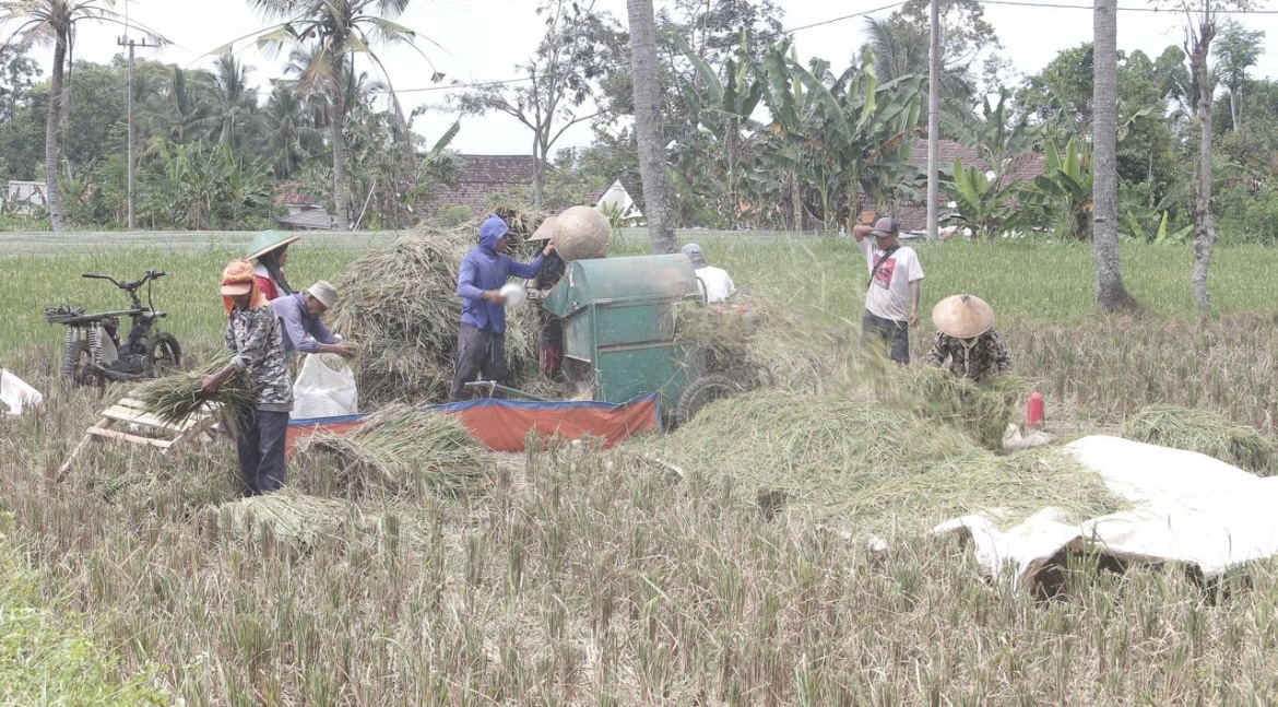 PANEN: Petani di Lumajang mulai memanfaatkan peralatan modern untuk meningkatkan hasil panen padi.(ADE APRYANIS/RAME)