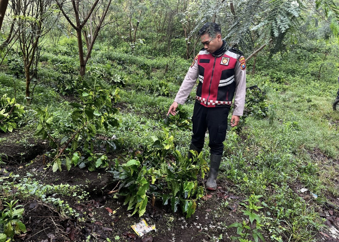 KEMBALI TERULANG: Petugas melihat kondisi tanaman kopi yang dirusak oleh orang tak dikenal, hal itu bukan kejadian kali pertama.(HUMAS POLRES BONDOWOSO)