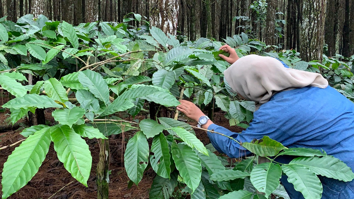 POTENSI BESAR: Tanaman kopi milik petani lereng Gunung Raung, Desa Sumberbulus, Kecamatan Ledokombo. Gerindra mendorong Pemkab datangkan investor untuk membangun pabrik pengolahan kopi.