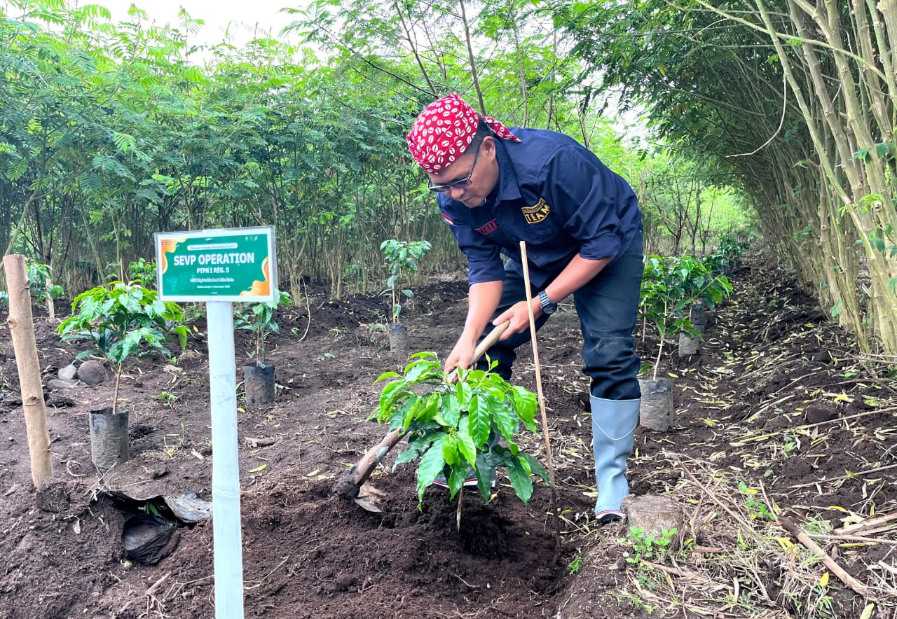 PERDANA: SEVP Operation PTPN I Regional 5, Asep Sontani saat menanam perdana kopi arabica (PTPN)