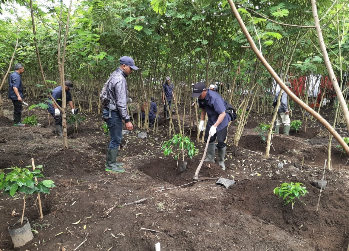 MULAI MENANAM: Para warga pekerja kebun saat menanam perdana kopi arabica ijen, Selasa (11/11).(FAQIH HUMAINI/RADAR IJEN)