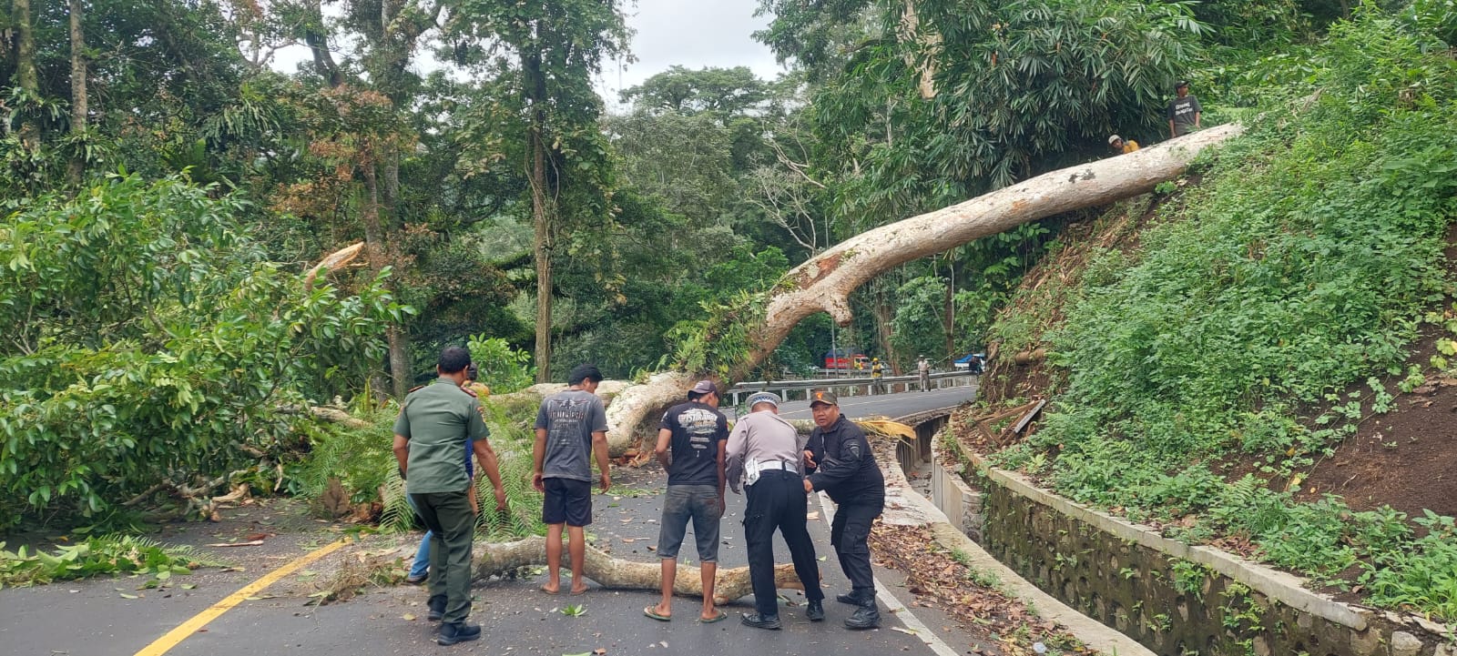 RAWAN TUMBANG: Pohon jenis sapen di KM 36.800 Dusun Gumitir, Desa Sidomulyo, Kecamatan Silo, Jember Kamis (13/11/2025)