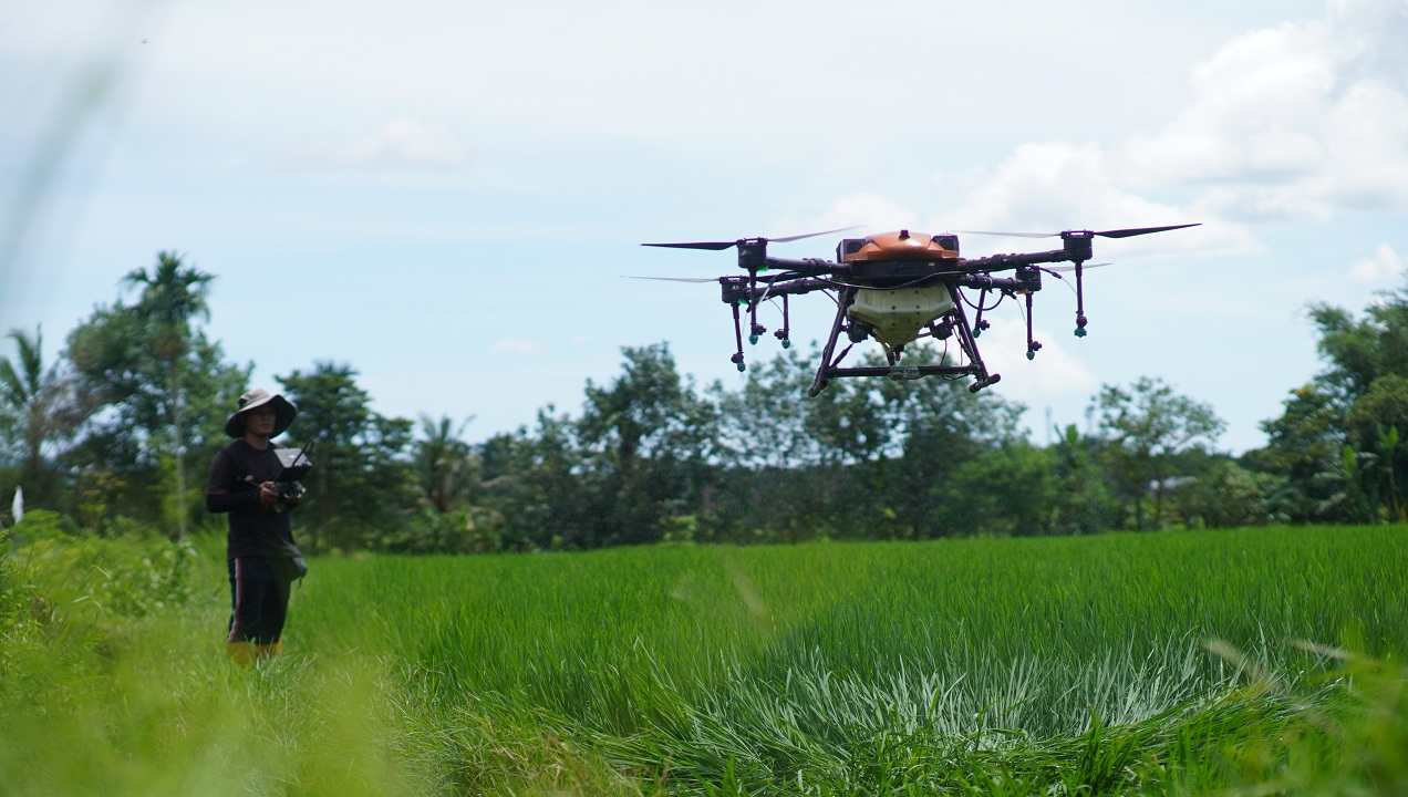 CANGGIH: Pilot drone pertanian, Muhammad Ridwan, melakukan penyemprotan Insektisida di lahan milik Komariyah, petani asal Sumbersari, kemarin (18/11).