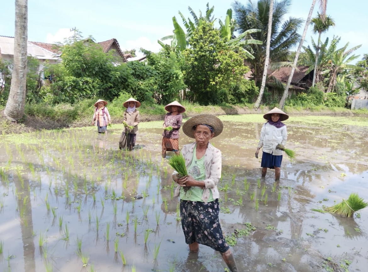 BEKERJA: Sejumlah buruh tani saat bekerja di ladang, kini jual beli sawah tidak boleh sembarangan.(FAQIH HUMAINI/RADAR IJEN)