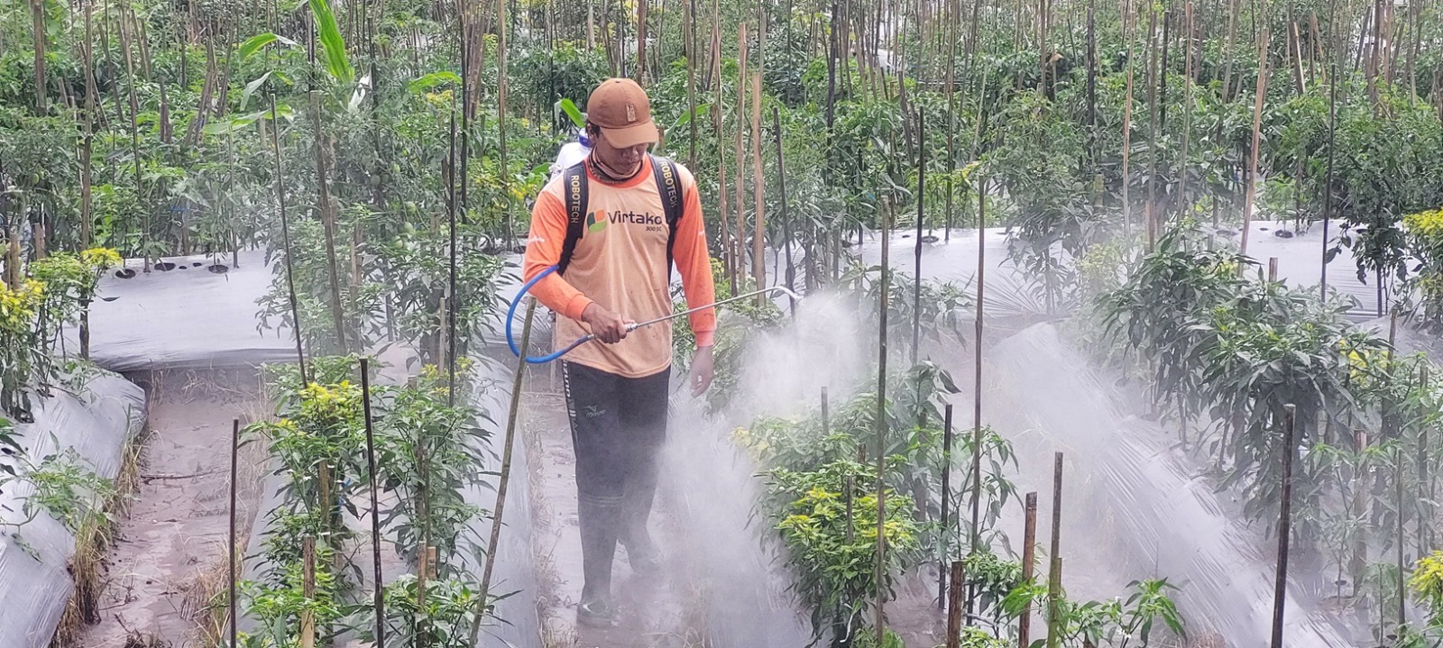 BERUSAHA SELAMATKAN TANAMAN: Tanaman cabai besar dan tomat milik Imron Rosidi, warga Dusun Sumbersari, Desa Supiturang, Pronojiwo, Lumajang, yang terdampak erupsi Gunung Semeru.