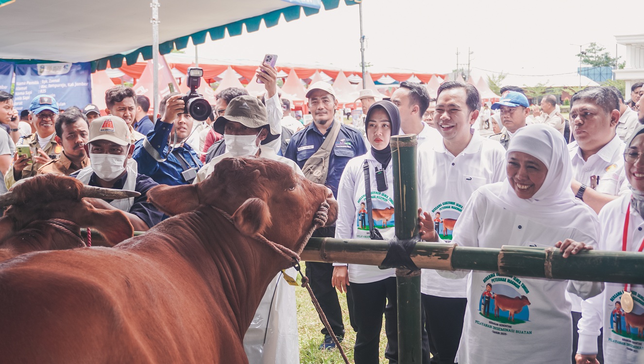 Gubernur Jatim Khofifah dan Bupati Jember Muhammad Fawait meluncurkan gerakan inseminasi buatan untuk sapi peternak se-Jawa Timur, di City Forest and Farm Arum Sabil, Kecamatan Sumbersari (24/11).