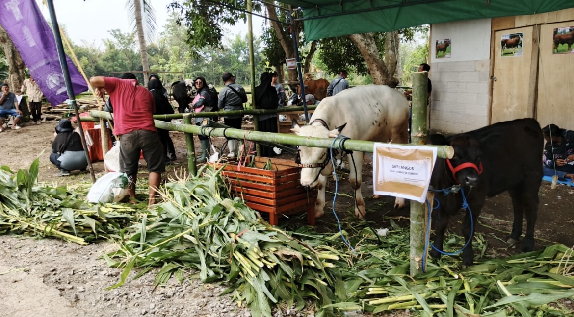 MELIMPAH: Sejumlah peternak membawa sapi mereka untuk mendapatkan layanan kesehatan untuk hewan di Desa Bajuran beberapa waktu lalu.(ILHAM WAHYUDI/RADAR IJEN)
