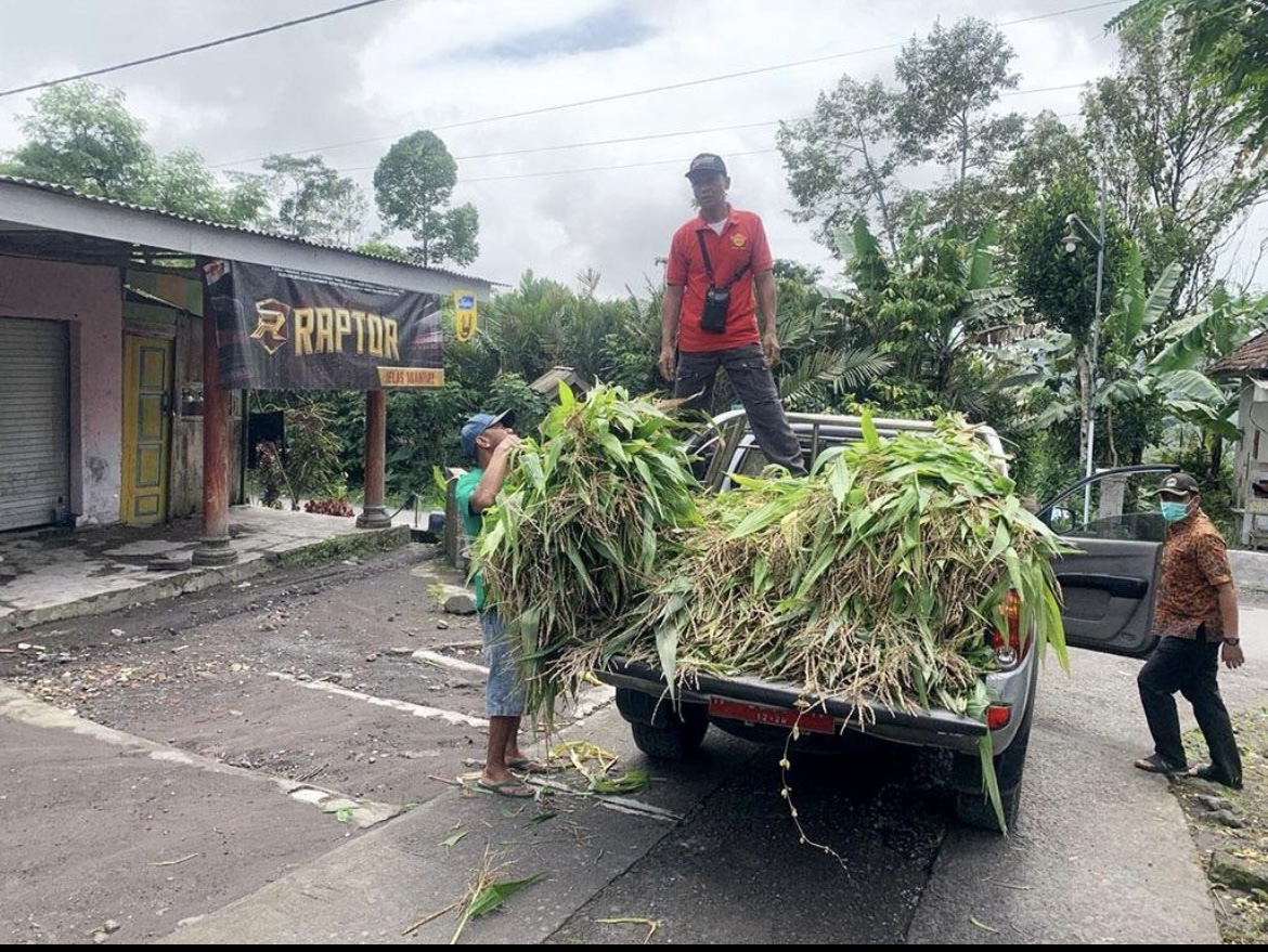 PENUHI: Dinas Ketahanan Pangan dan Pertanian (DKPP) Lumajang saat memberikan pakan hewan ternak warga yang selamat dari erupsi.(ENDRA FOR RAME)