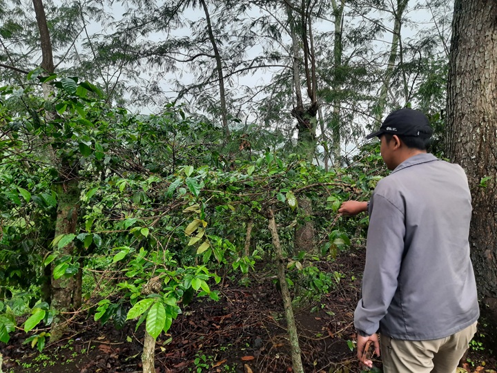 TERUS PANTAU KEBUN: Salah satu masyarakat saat meninjau kualitas kopi arabica khas Ijen di lahan perkebunan kopi, kemarin (27/11).