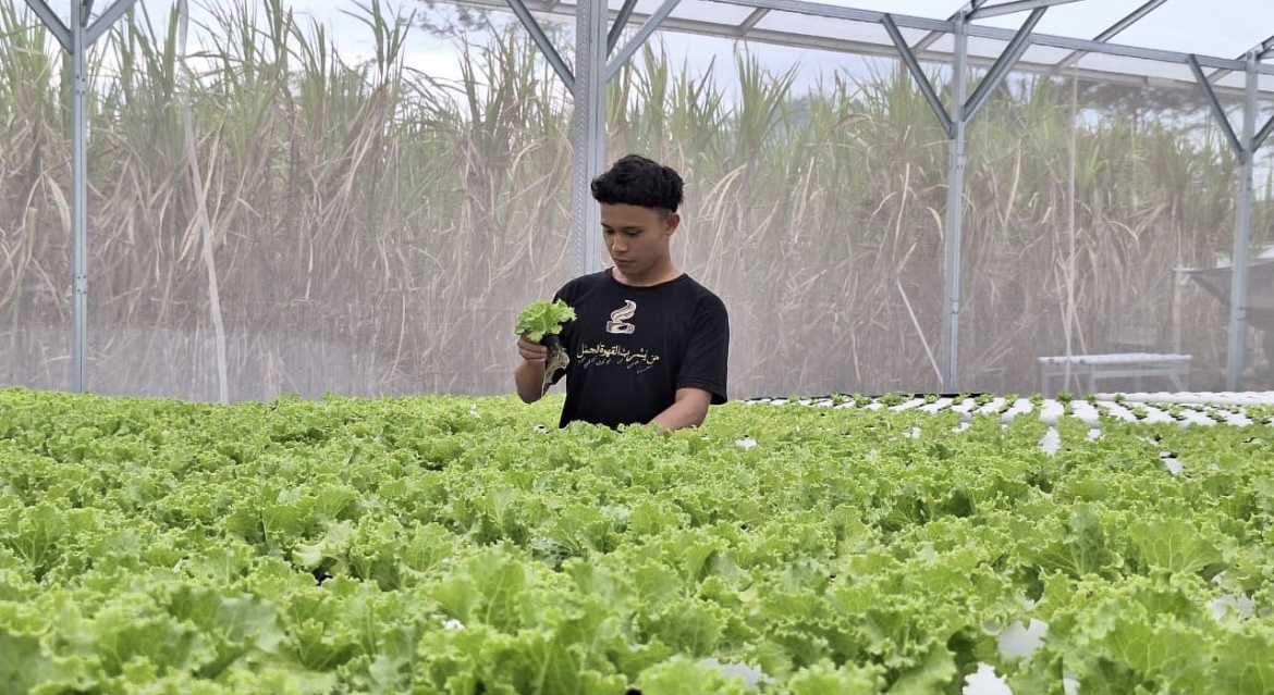 PANEN: Petani selada hidroponik saat memanen sayuran beberapa waktu lalu.(ADE APRYANIS/RAME)