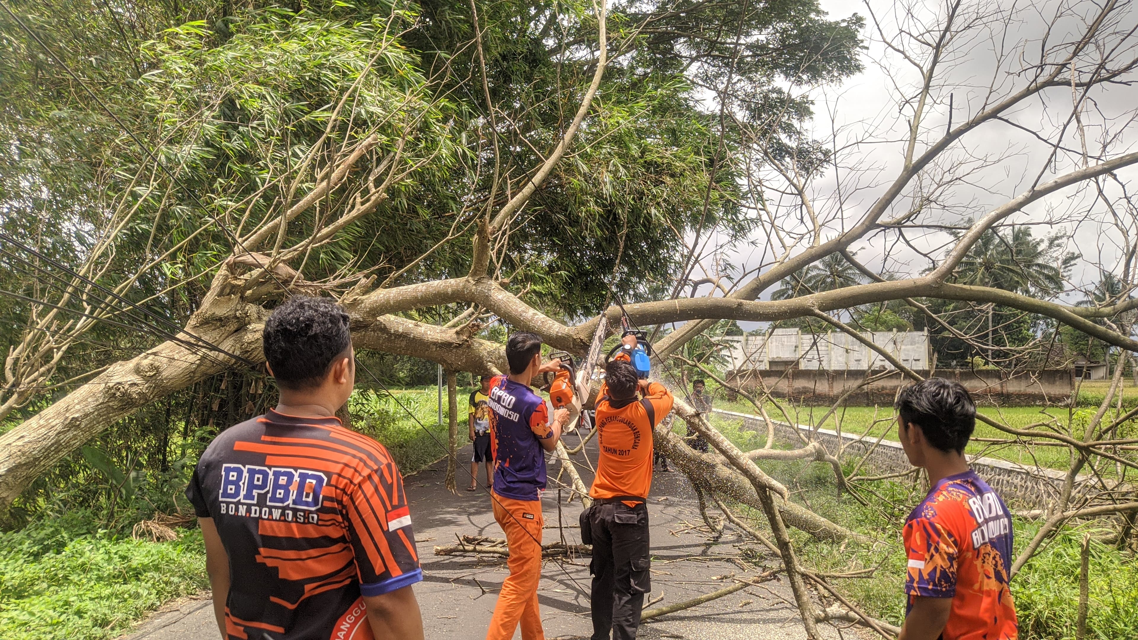 HARUS SIAGA: Sejumlah petugas BPBD saat lakukan evakuasi pohon tumbang di saat musim penghujan. Kini cuaca esktrem masih membayangi warga Bondowoso dalam beberapa pekan kedepan.