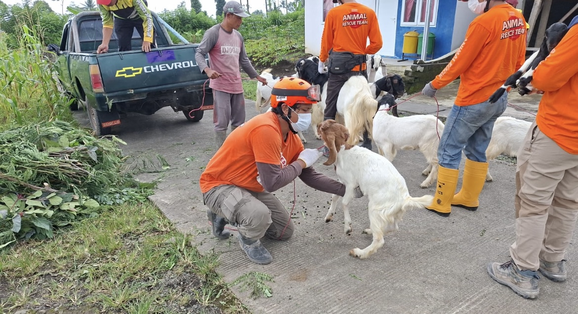 PASTIKAN: Pemkab Lumajang pastikan ketersediaan pakan ternak terdampak erupsi Gunung Semeru tercukupi.(ENDRA FOR RAME)