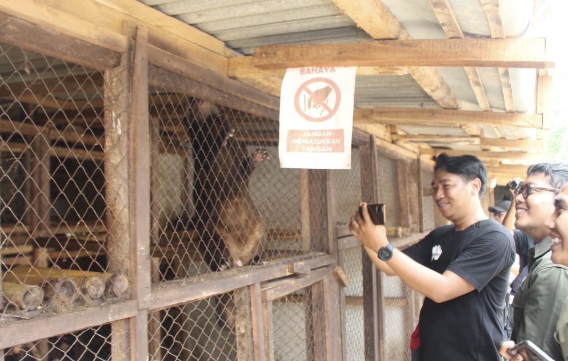 MENGUNJUNGI: Para wisatawan saat melihat langsung penangkaran luwak di kampung kopi Kluncing, kecamatan Sumber Wringin.(FAQIH HUMAINI/RADAR IJEN)