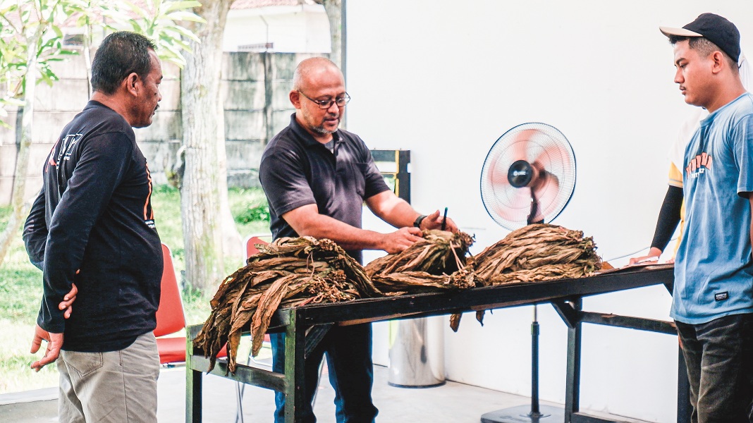 TETAP DIAPRESIASI: Tembakau dari petani mitra yang tetap diapresiasi dengan harga beli tinggi dari pihak PT Tempu Rejo, di Gudang PT Tempu Rejo, Ambulu, Jember.
