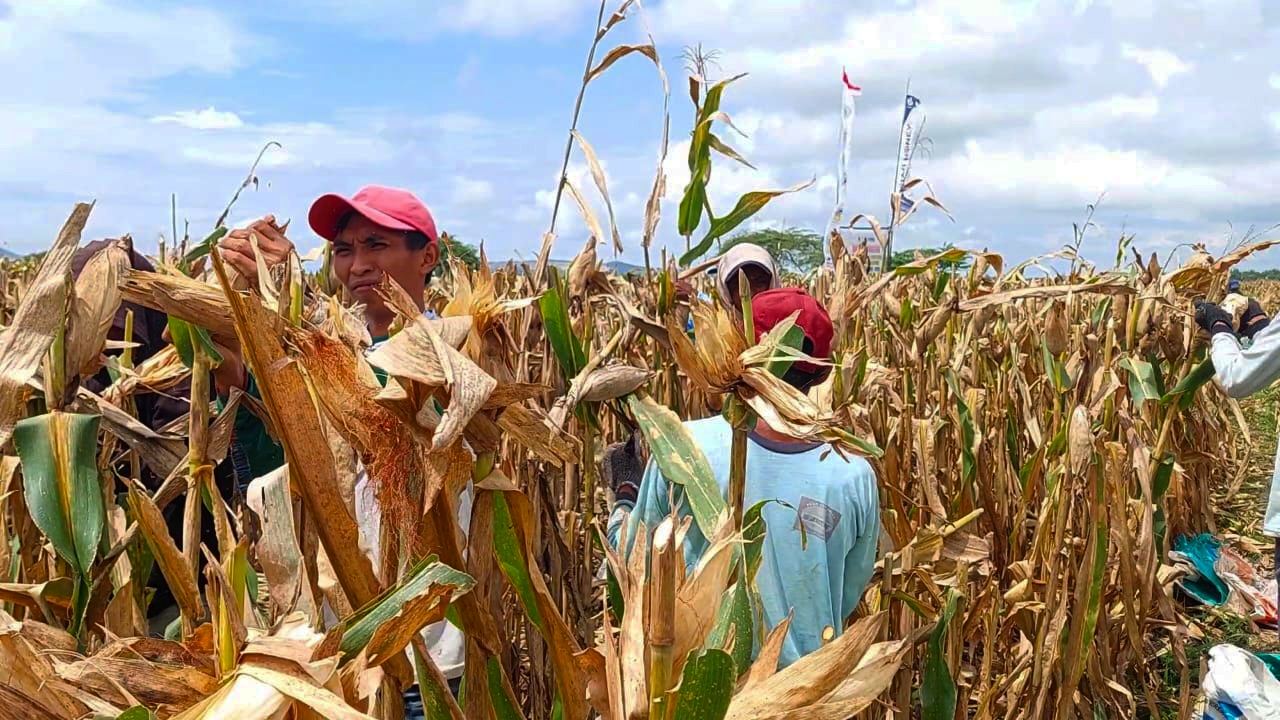 BERGELIAT: Para petani di Desa Dukuhdempok Kecamatan Wuluhan, Jember, saat melakukan panen raya jagung, Senin (8/12).