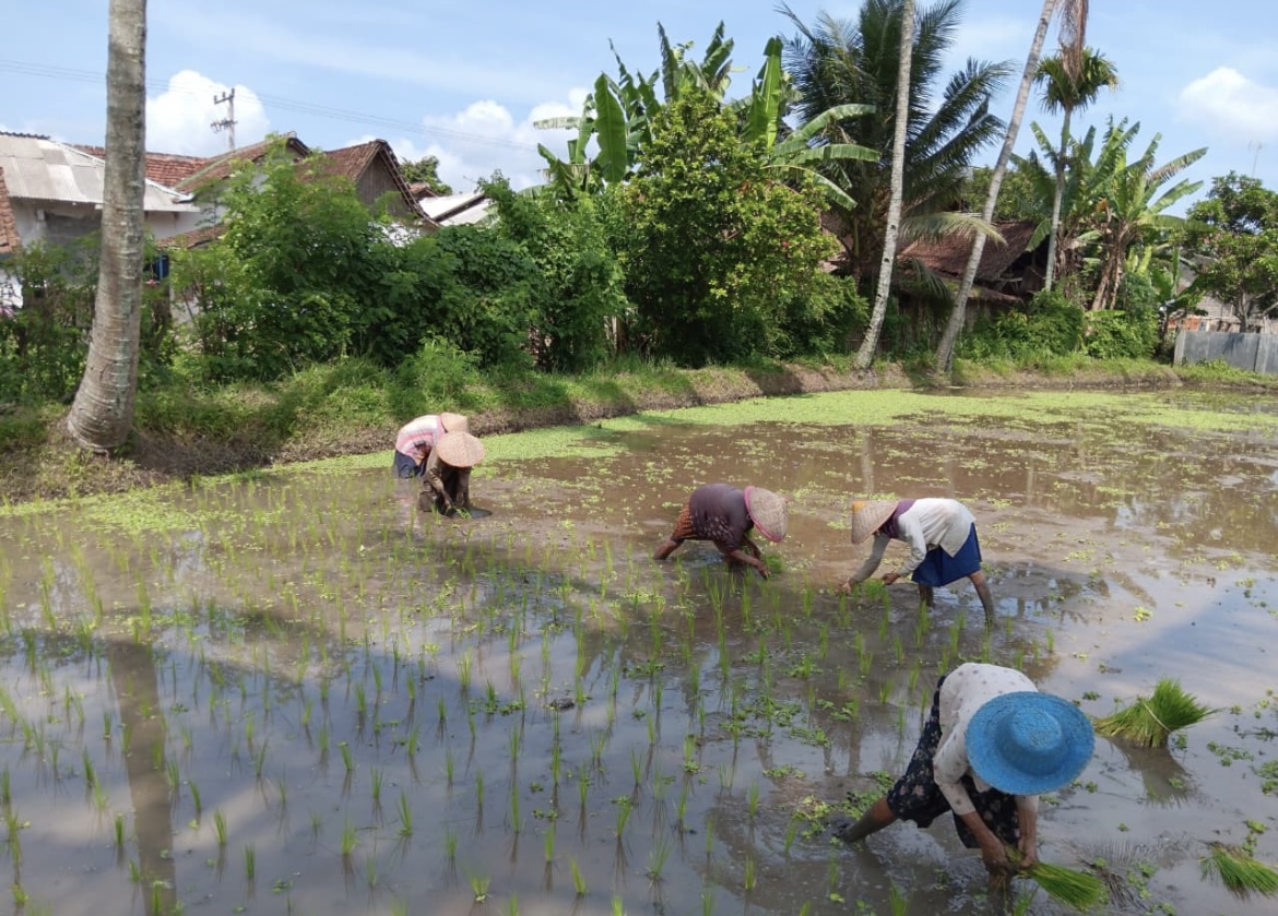 MENANAM: Petani Bondowoso saat menanam padi, kini terget konsumsi pangan mulai diperkiat.(FAQIH HUMAINI/RADAR IJEN)