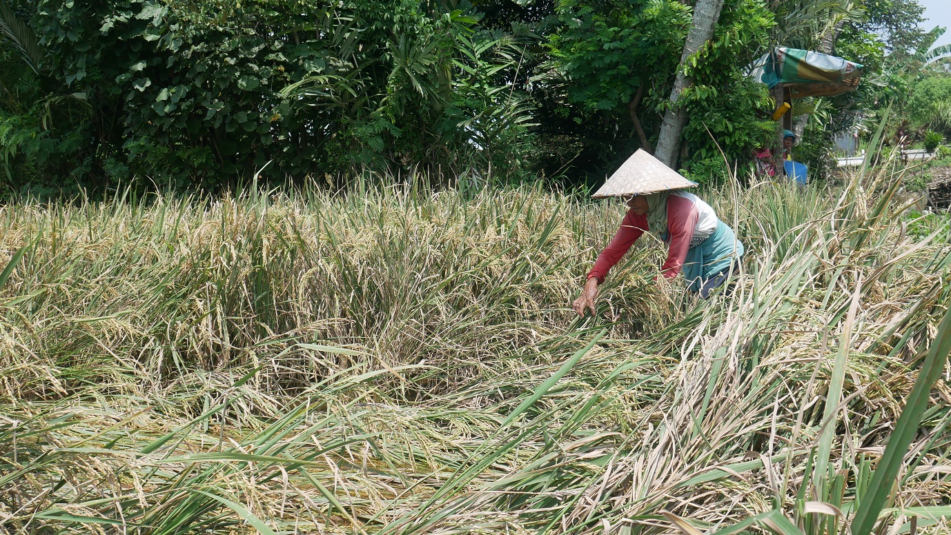 DIPANEN: Buruh tani panen padi di Kelurahan Kebonsari, Kecamatan Sumbersari, beberapa bulan lalu.&nbsp;