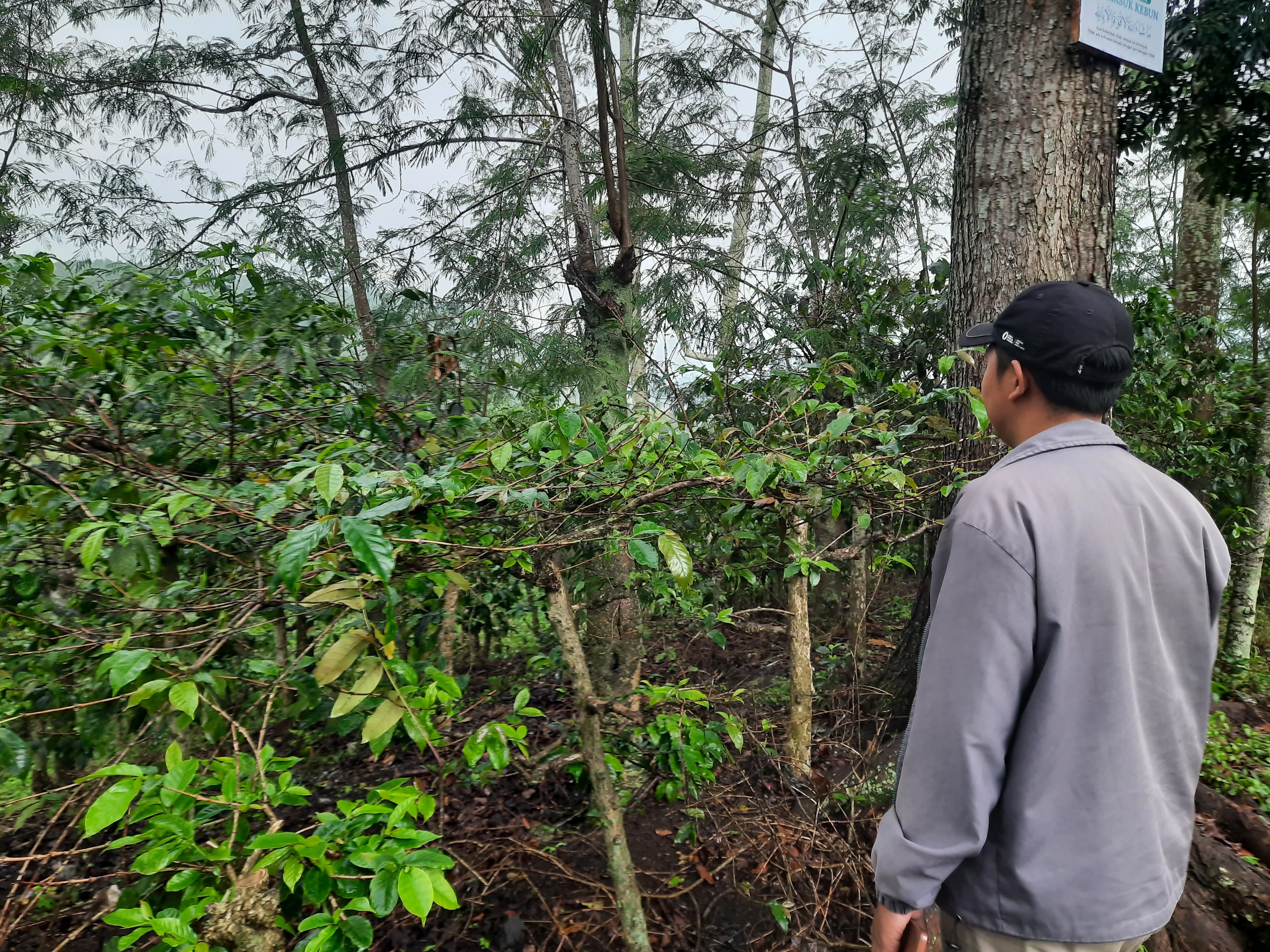 MENENGOK: Salah satu warga saat meninjau kebun kopi ijen beberapa waktu lalu. Kini kebun kopi di kawasan sekitar kembali dirusak.