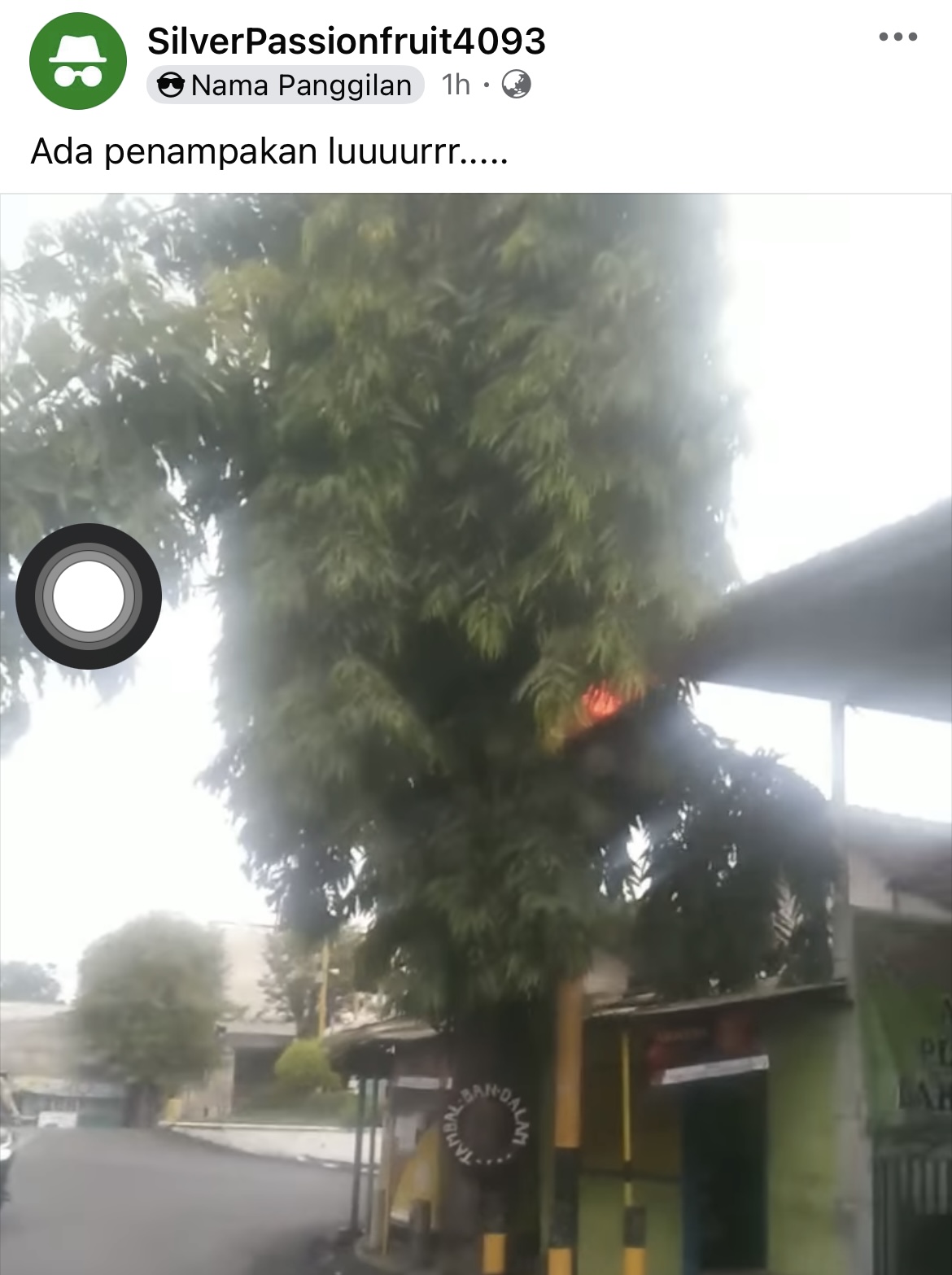 Kondisi pohon rimbun yang halangi pengguna jalan