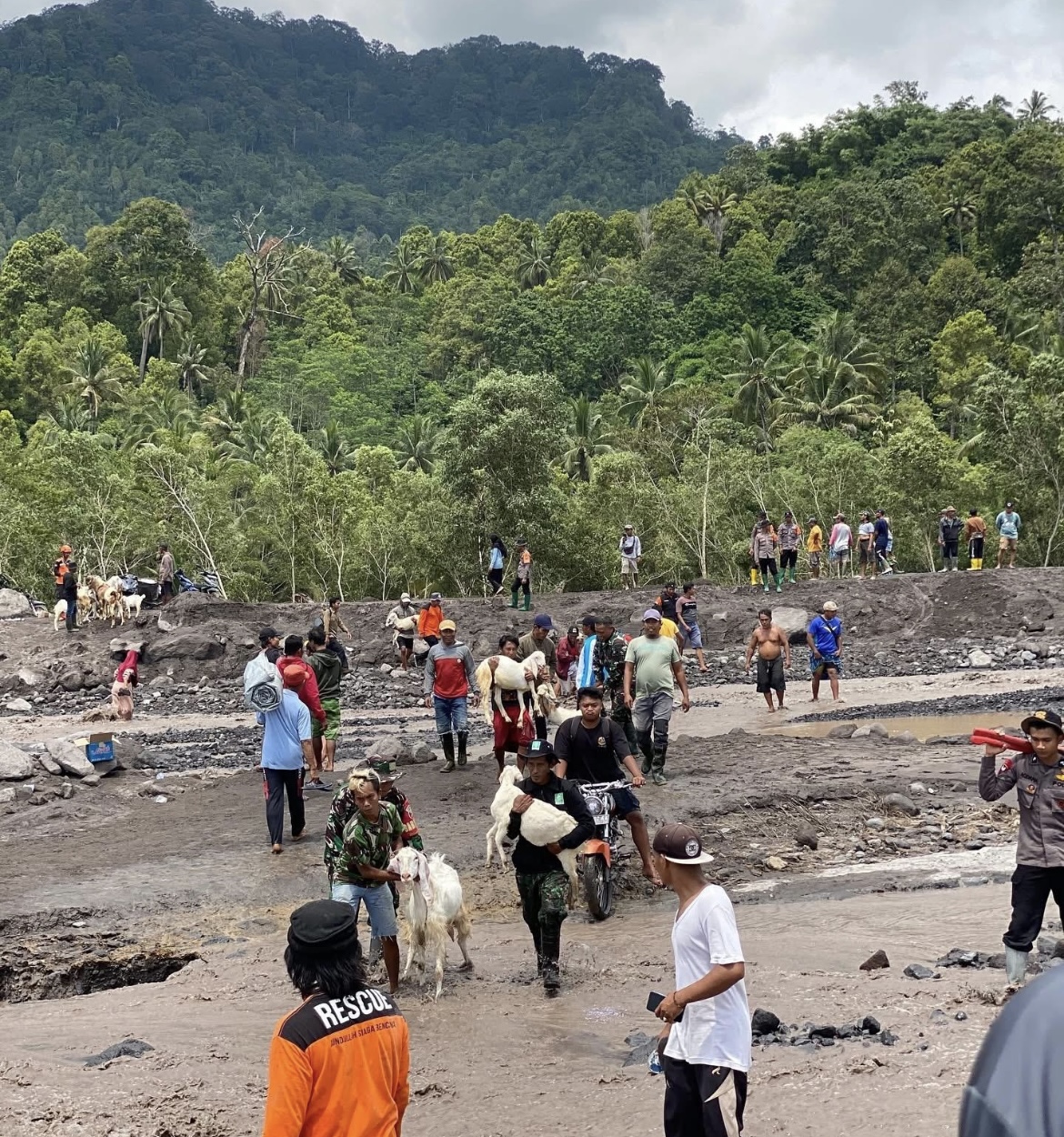 AMANKAN: Warga terdampak lahar Semeru di kawasan Desa Jugosari, Kecamatan Candipuro saat mengamankan ternaknya.(ADE APRYANIS/RAME)