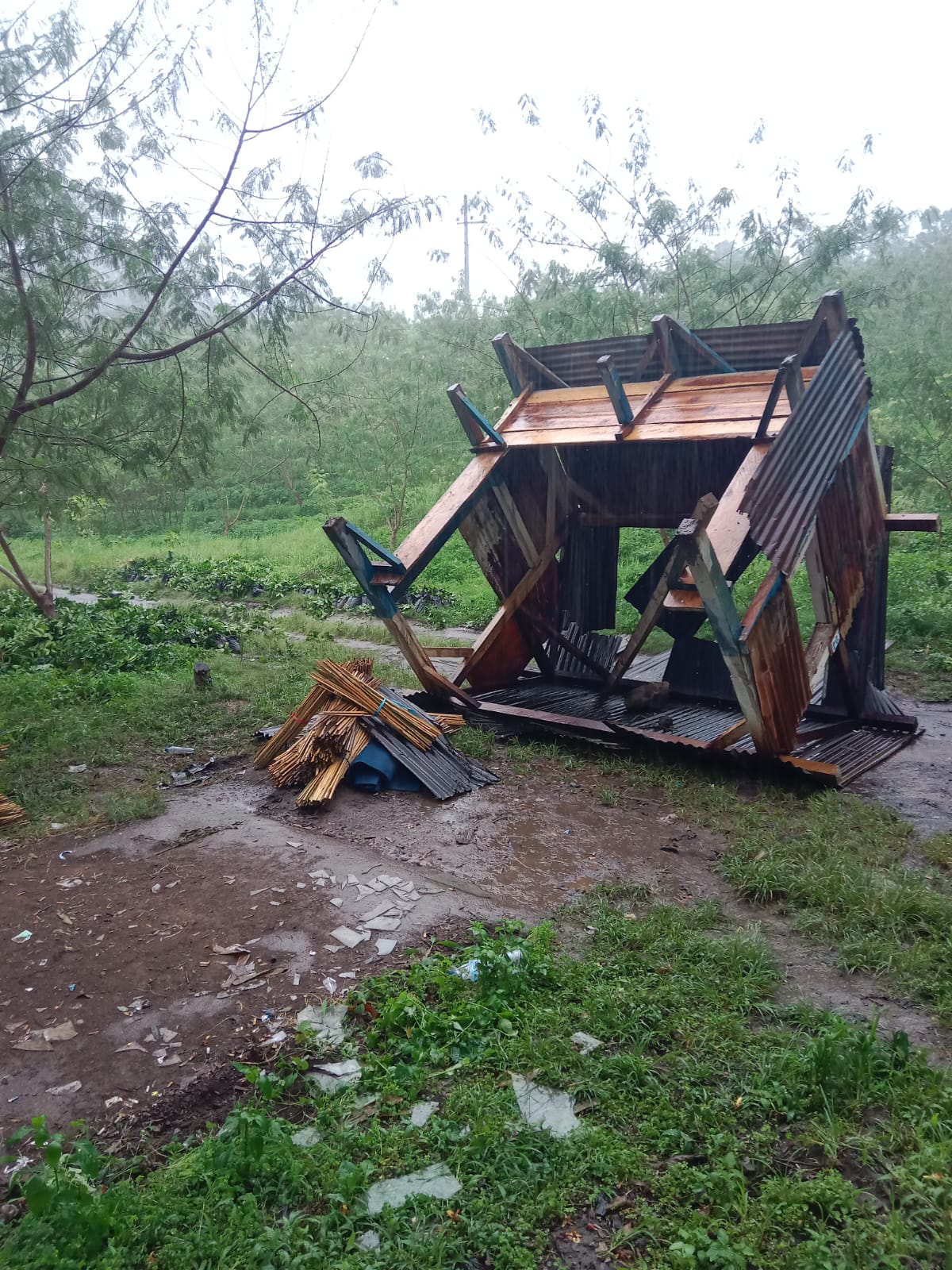 RUSAK: Ribuan pohon kopi milik PTPN I Regional V dan sebuah gubuk kembali ditebang OTK di kawasan Ijen