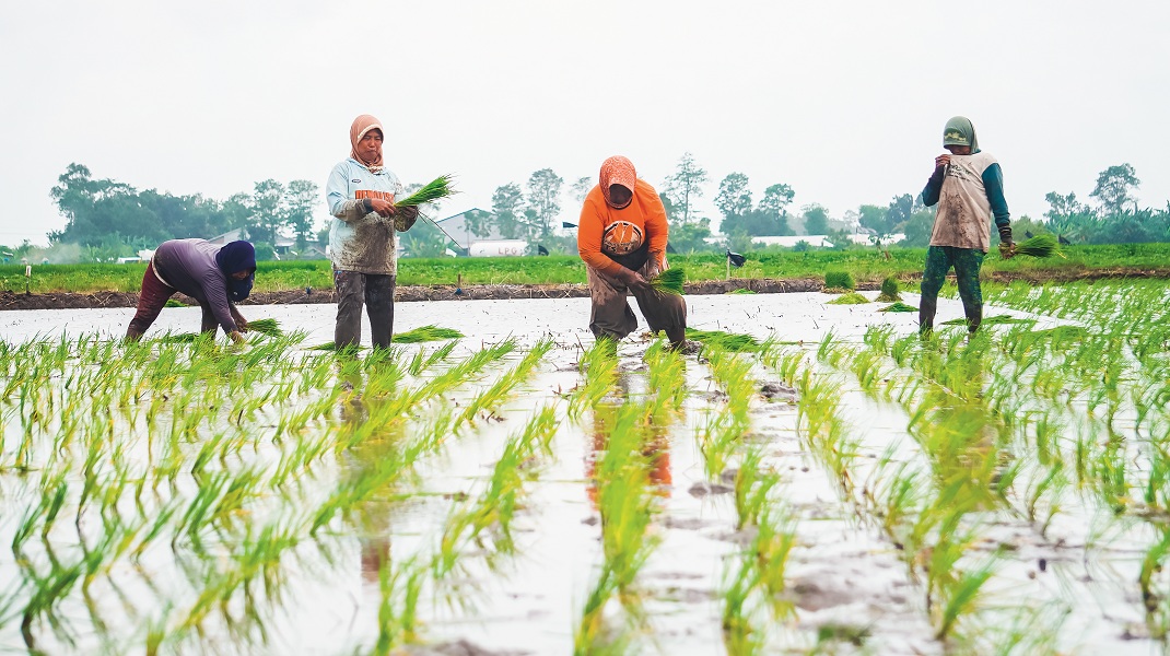 SUBUR: Petani di Kecamatan Ajung menanam padi.