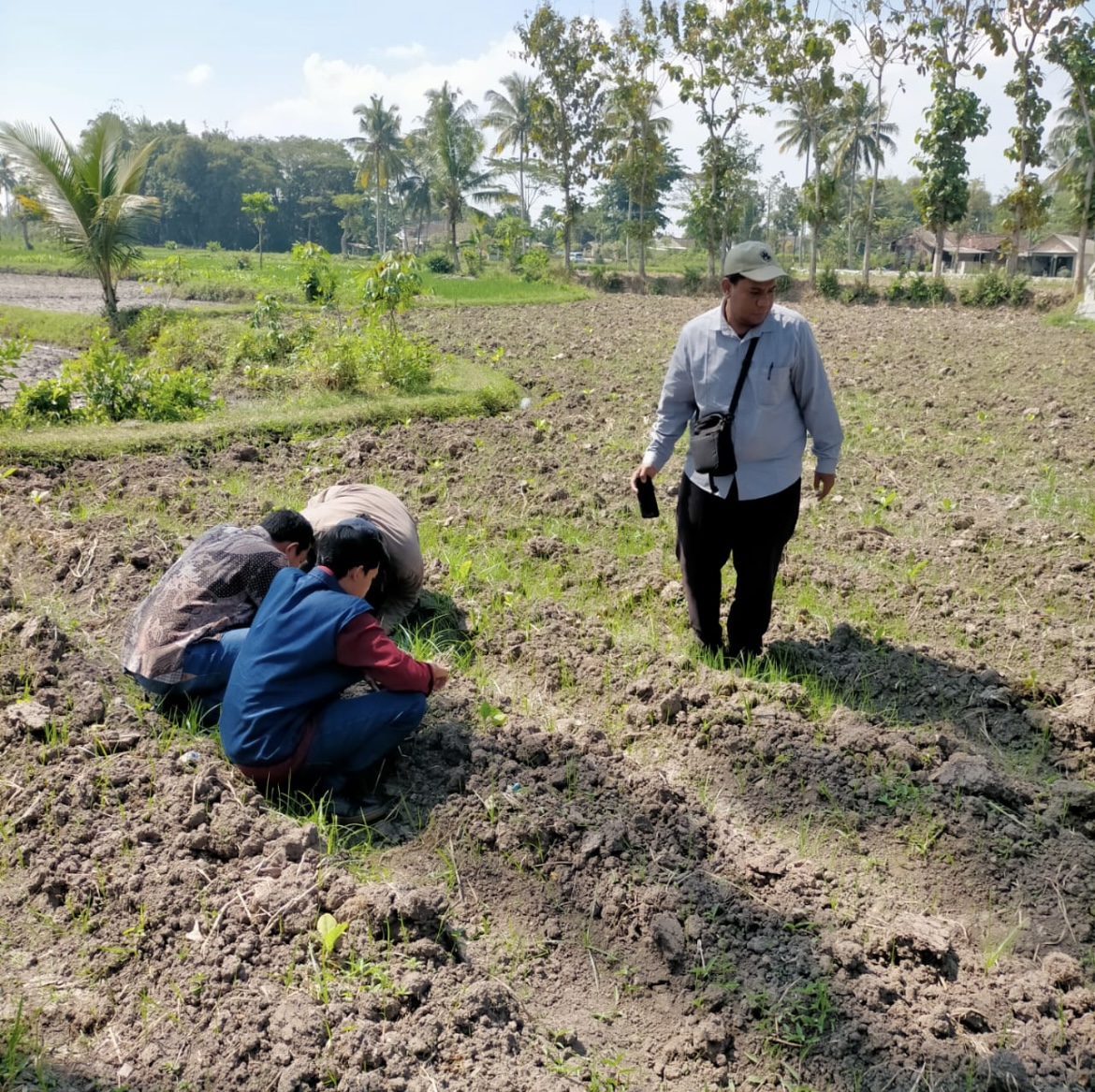 MERAWAT: Petani saat merawat tanaman cabai agar kualitasnya memuaskan.(FAQIH HUMAINI/RADAR IJEN)