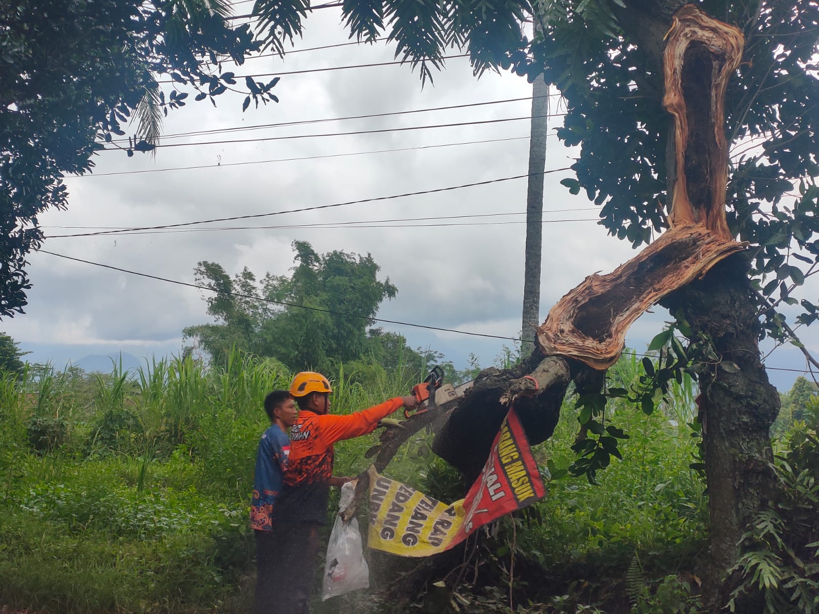 EVAKUASI: Petugas saat memindahkan pohon tumbang akibat angin kencang,