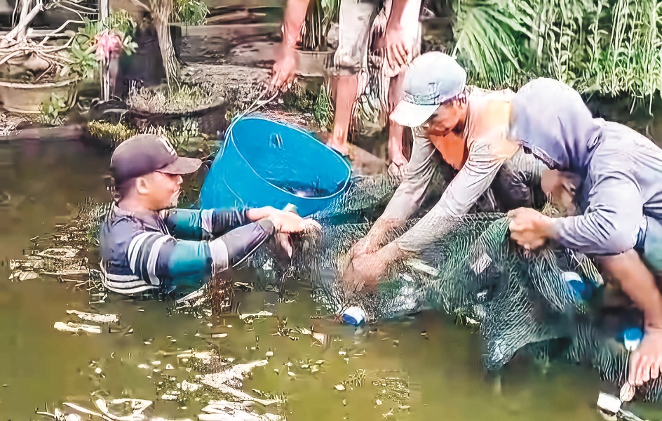 TERUS BERTAMBAH: Setiap menjelang pergantian tahun permintaan ikan tawar terus meningkat, seperti dialami Misman, warga Desa Muneng, Kecamatan Kencong.