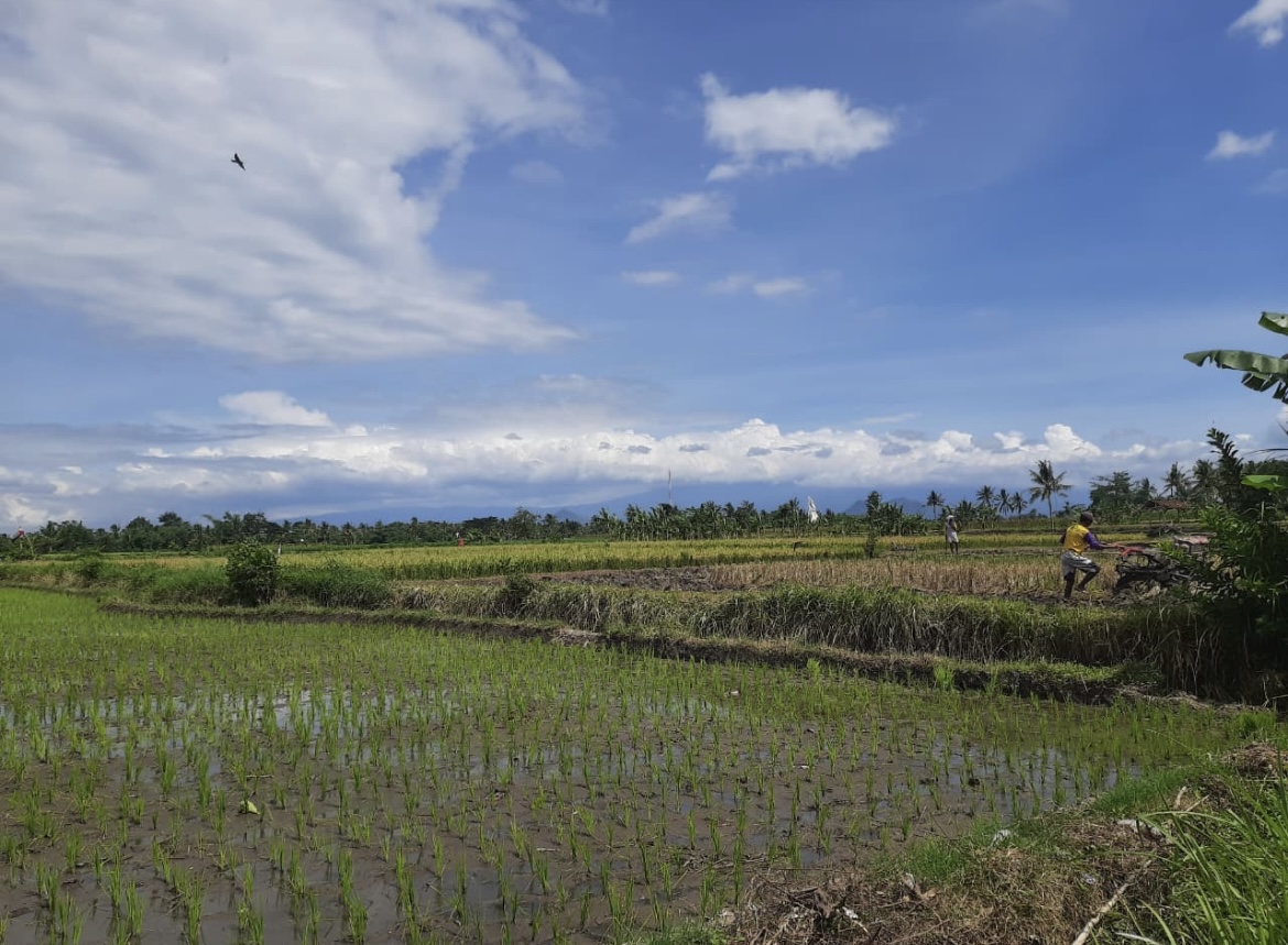 DIGARAP: Salah satu lokasi pertanian yang progres untuk ditanami padi sintanur wangi.(FAQIH HUMAINI/RADAR IJEN)