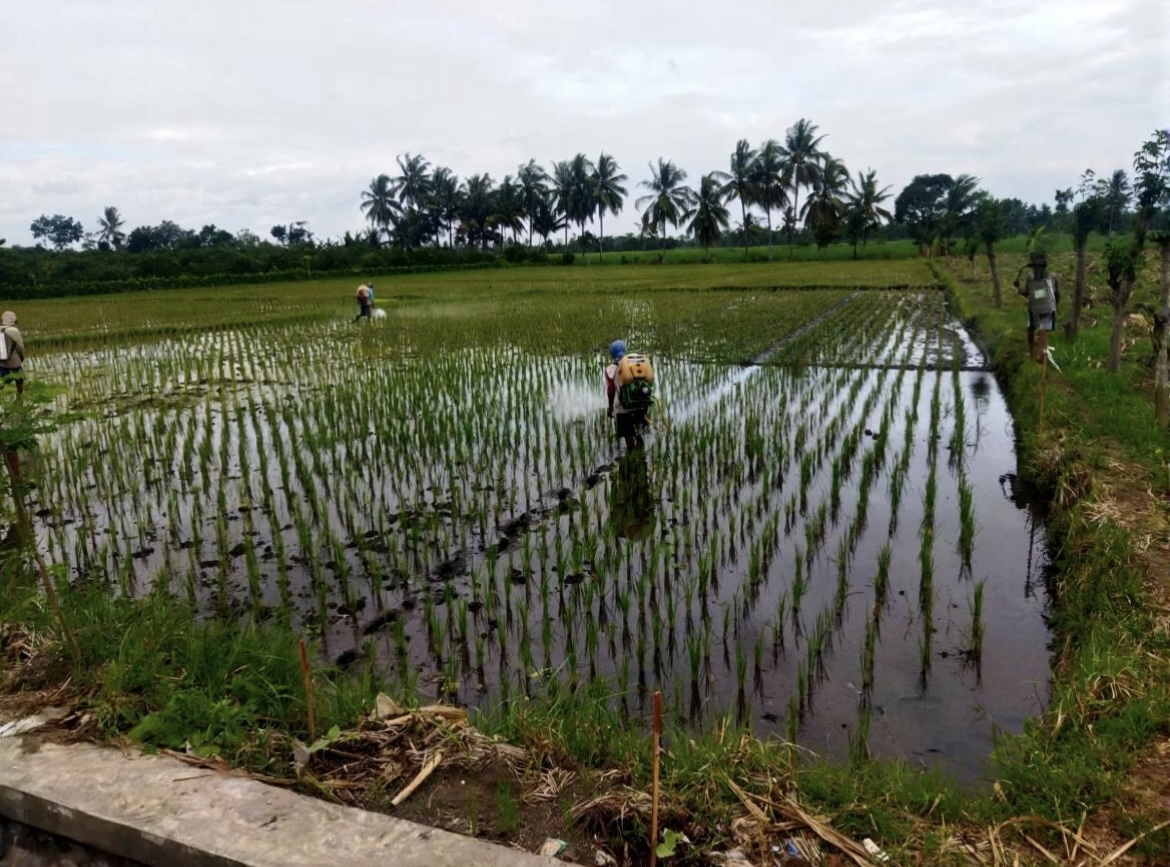ATASI: Petani di Lumajang saat melakukan penyemprotan tanaman agar terhindar dari serangan hama.(ADE APRYANIS/RAME)