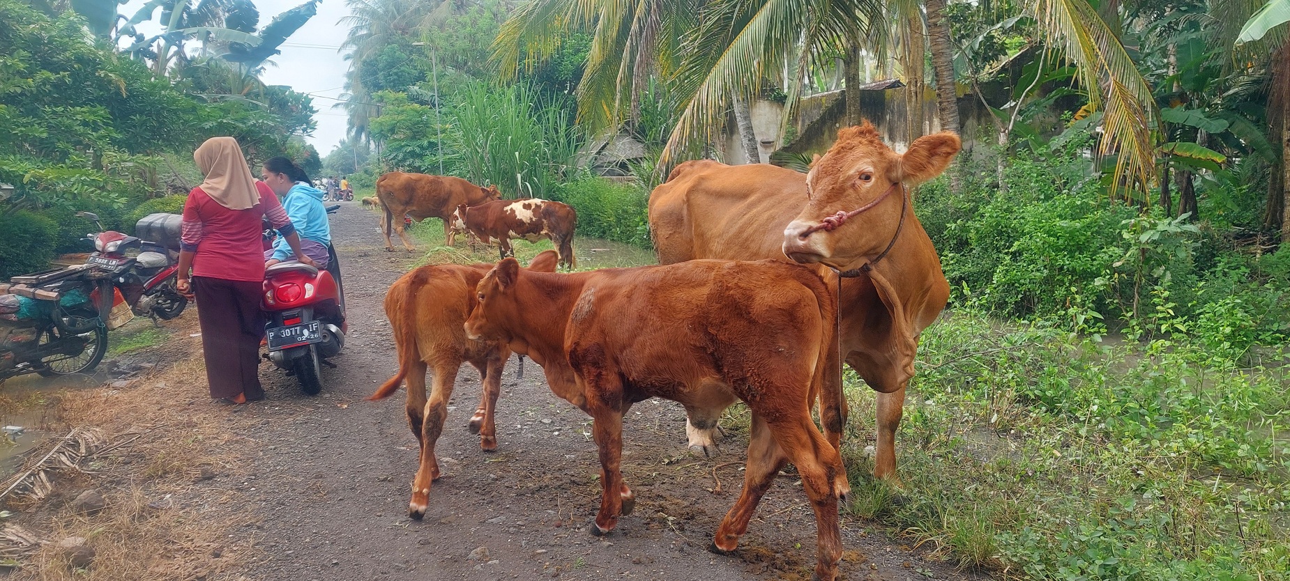EVAKUASI TERNAK: Warga Dusun Kepel, RT 006 RW 008, Desa Lojejer, Kecamatan Wuluhan, mengamankan hewan ternak sapi dan kambing di jalan depan rumahnya.