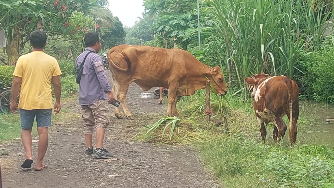 SELAMATKAN HEWAN TERNAK: Warga Dusun Kepel, RT006/RW.008, Desa Lojejer, Kecamatan Wuluhan, Jember mengamankan hewan ternak sapi dan kambing dijalan depan rumahnya