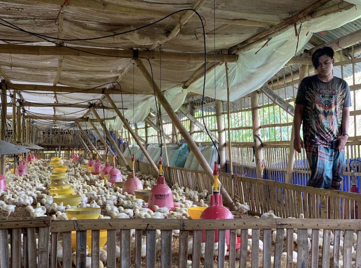 AMATI: Peternak ayam saat memastikan kondisi ayamnya benar-benar sehat untuk menjaga dari serangan virus yang membuat unggas mati mendadak.(ADE APRYANIS/RAME)
