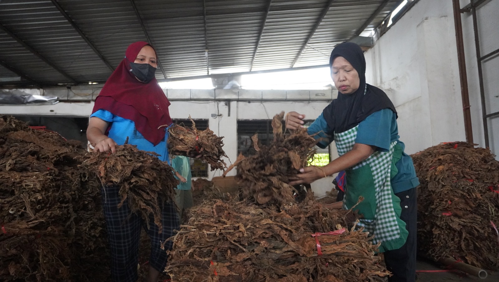 SORTASI: Buruh di gudang tembakau di Desa Pontang, Kecamatan Ambulu memilah daun tembakau dari petani. (MAULANA/RADAR JEMBER)