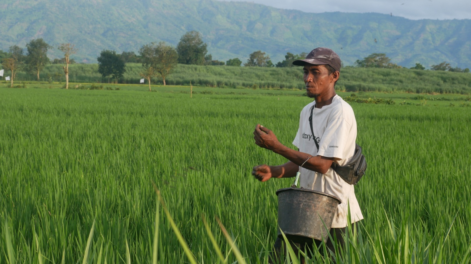 MERAWAT DENGAN HATI: Salah satu petani saat memupuk tanaman padi di lahan sawahnya, akhir tahun lalu. Kini, ratusan petani dilaporkan terancam tak bisa menebus pupuk subsidi karena tak terdata e-RDKK.