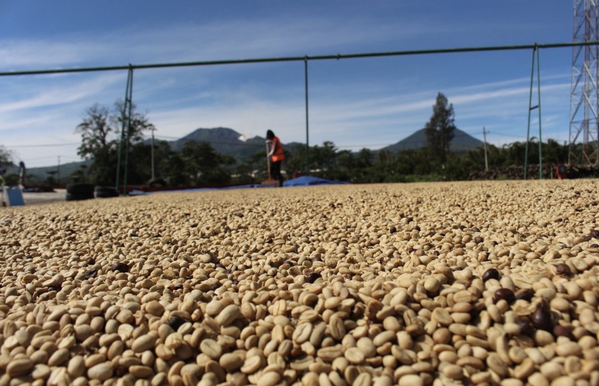 DRASTIS: Salah seorang warga melihat proses pengeringan biji kopi di Bondowoso beberapa waktu lalu.(ILHAM WAHYUDI/RADAR IJEN)